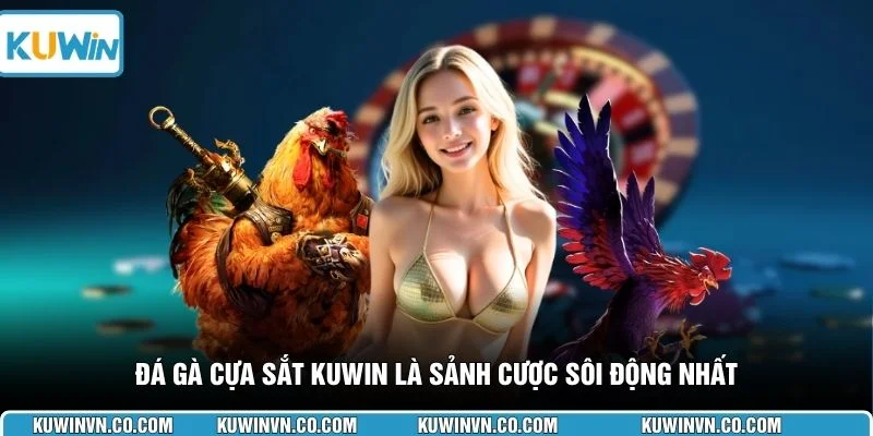 Đá gà cựa sắt KUWIN là sảnh cược sôi động nhất