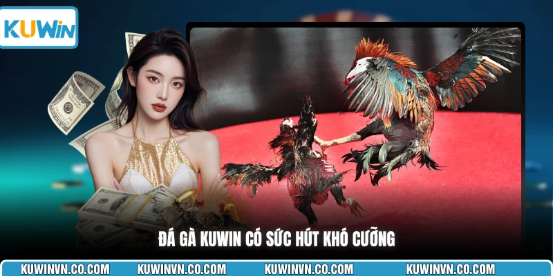 Đá gà KUWIN có sức hút khó cưỡng